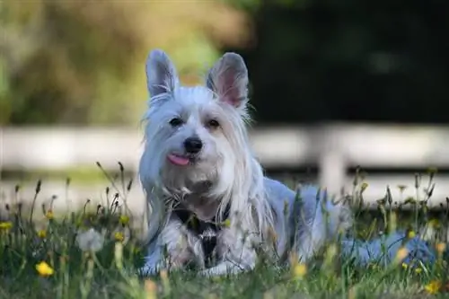 Mais de 100 nomes de cães de crista chineses: ideias para cães únicos