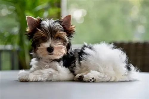 165 популярных & уникальных имен бивер-терьеров: идеи для миниатюрных и милых собак