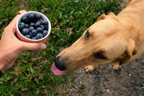 10 geweldige superfoods voor honden: topkeuzes & Voordelen