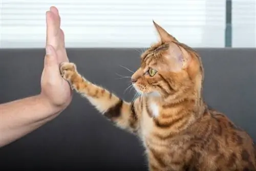 چگونه به گربه خود بیاموزید پنج: 4 نکته & ترفند