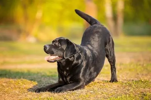 कुत्ते को झुकना कैसे सिखाएं: 6 युक्तियाँ और तरकीबें