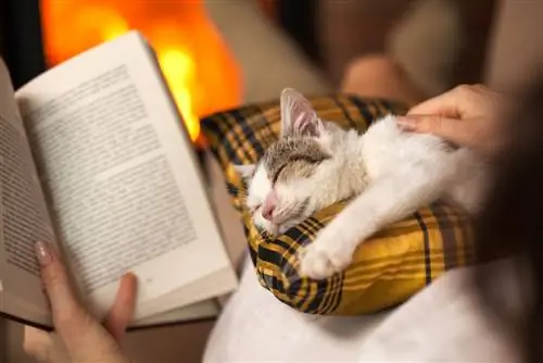 130 literāri kaķu vārdi: iedvesmotas un gudras iespējas jūsu kaķim