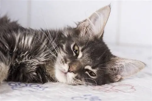 Tekutina v plicích kočky: Jak se to děje, příznaky a péče (odpověď veterináře)