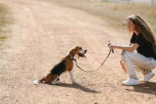 Comment dresser un beagle en laisse en 6 étapes simples