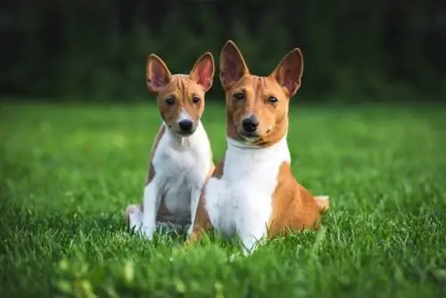 150 פופולרי & שמות Basenji ייחודיים