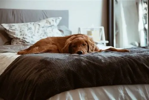 10 συμβουλές για το πώς να ηρεμήσετε έναν ανήσυχο σκύλο τη νύχτα