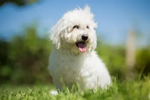120 Popularno & Jedinstvena imena Coton de Tulear: ideje za šarmantne paperjaste pse
