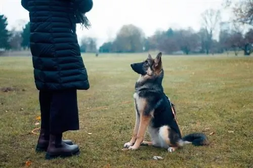 Cani da fiuto COVID: precisione, addestramento e chi li usa