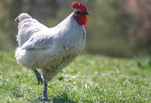 Lavender Orpington Chicken: hechos, esperanza de vida, comportamiento & Guía de cuidado (con imágenes)