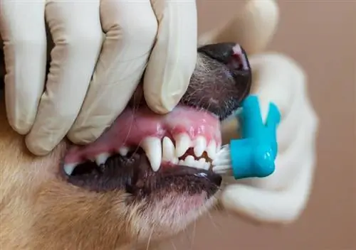 Kiek kainuoja šunų dantų valymas Australijoje? (2023 m. atnaujinimas)
