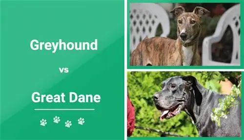 Greyhound verzus nemecká doga – čo si mám vybrať?