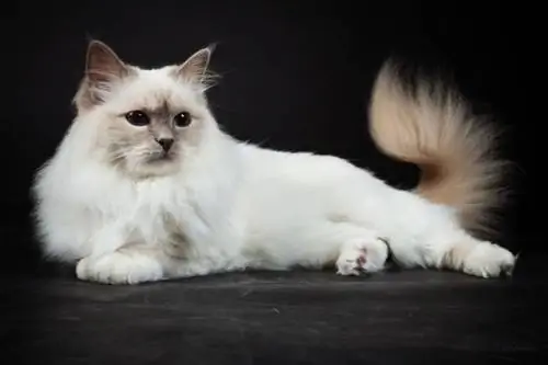 109 نام گربه های عجیب و غریب و وحشی: گزینه های سخت و نادر برای گربه شما