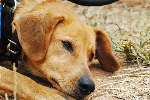 13 signes que el vostre gos està estressat, deprimit o trist (resposta del veterinari)
