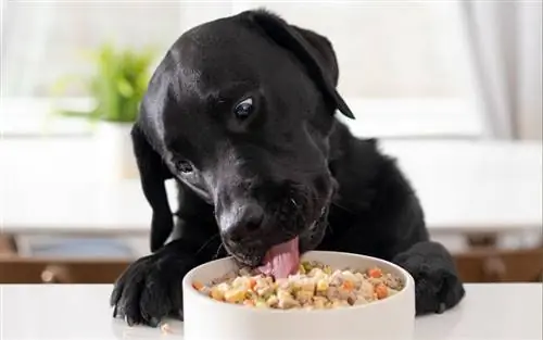 Номном нохойн хоол ямар үнэтэй вэ? (2023 оны шинэчлэл)