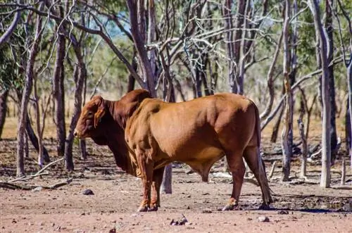 8 Αυστραλιανές φυλές βοοειδών (με εικόνες)