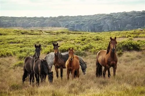 7 razas de caballos australianos (con imágenes)