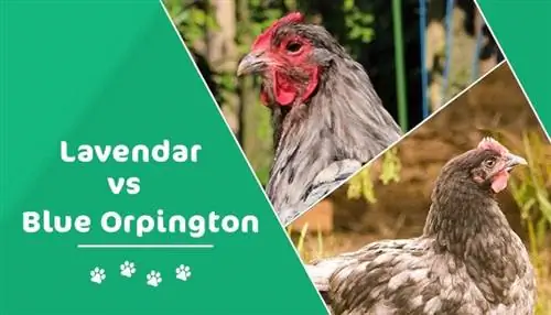 לבנדר לעומת תרנגולות אורפינגטון כחולות: מה ההבדל? (עם תמונות)