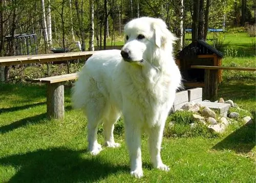 250+ ยอดนิยม & ชื่อ Great Pyrenees ที่ไม่ซ้ำกัน