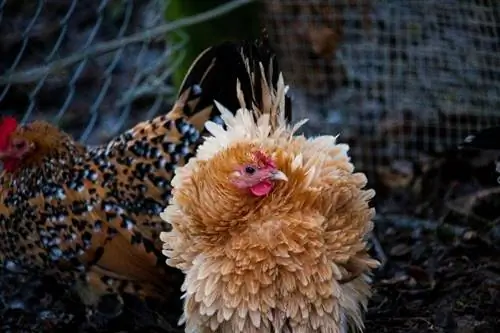Taljenje perja pri piščancih: zakaj, kdaj in kaj morate vedeti