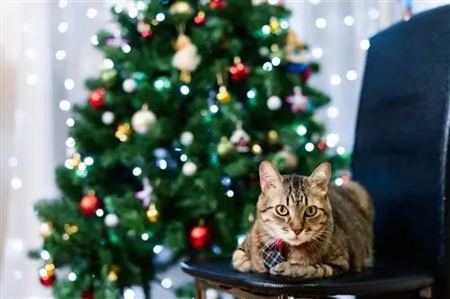 4 raons per les quals als gats els agraden tant els arbres de Nadal: el que has de saber