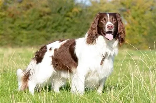 215 Popüler ve Eşsiz İngiliz Springer Spaniel İsimleri – Erkek & Kadın Fikirleri