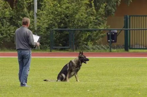 Bir Alman Çobanını Bekçi Köpeği Olmak İçin Nasıl Eğitirsiniz: Adım Adım Kılavuz