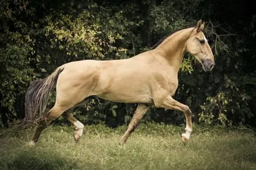 9 Etelä-Amerikan hevosrotua (kuvilla)