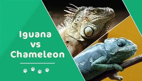 Iguana prieš chameleoną: koks skirtumas? (su nuotraukomis)