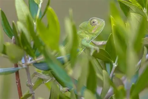 Senegal Chameleon Info: Cov duab, Temperament & Cov yam ntxwv