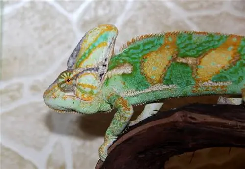 Veiled Chameleon Info: Kuvia, Ominaisuudet & Faktaa