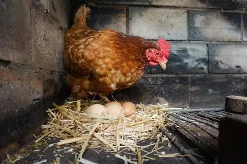 Hur många ägg lägger kycklingar om dagen? Vad du behöver veta