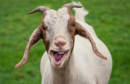 Da li koze imaju gornje zube? Šta treba da znate