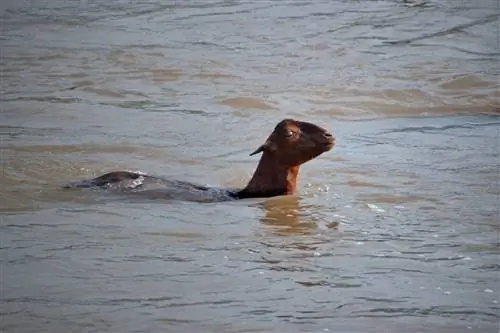 Apakah Kambing Bisa Berenang? Apakah Mereka Menyukainya?