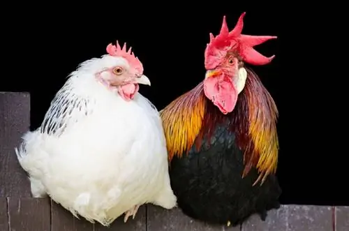 Hebben uw kippen een haan nodig om eieren te leggen? Wat je moet weten