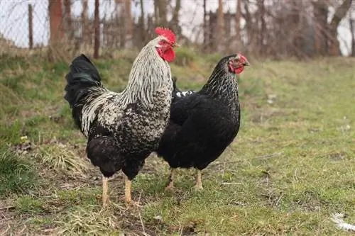 Quel est le rapport parfait entre poules et coqs ? Que souhaitez-vous savoir
