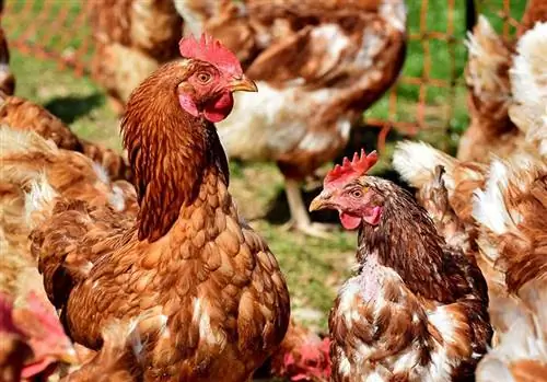 Hvor mye plass trenger kyllinger for å være lykkelige? Hva du trenger å vite