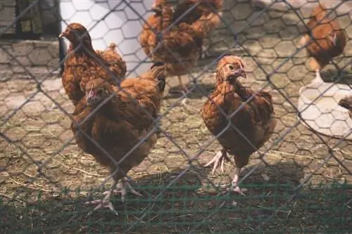 Ինչպե՞ս ազատվել հավի տզերից & ոջիլներից. 9 բնական ուղիներ