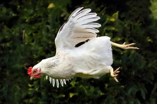 Hvor højt kan høns flyve? Hvad du behøver at vide