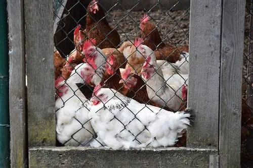 Kippen trainen om terug te keren naar hun hok (4 tips)