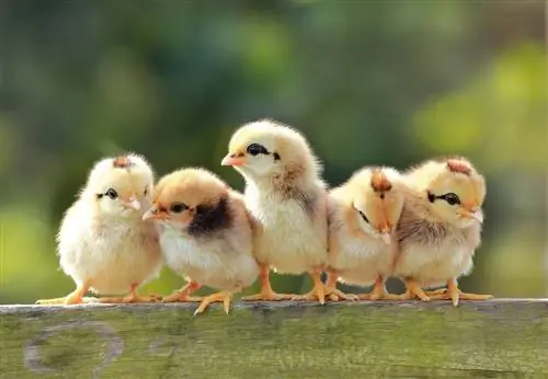 Yavru Tavuklar Ne Zaman Dışarı Çıkabilir? Civciv Yetiştirme Rehberi