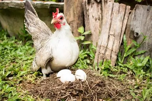 Kokiu paros metu vištos deda kiaušinius? Ką tu turi žinoti