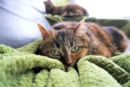 Είναι οι πασχαλιές δηλητηριώδεις για τις γάτες; Τι Πρέπει να Γνωρίζετε
