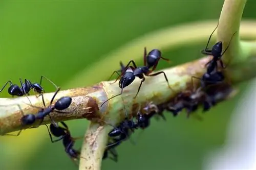 Jedia kurčatá mravce? Je to pre nich bezpečné?