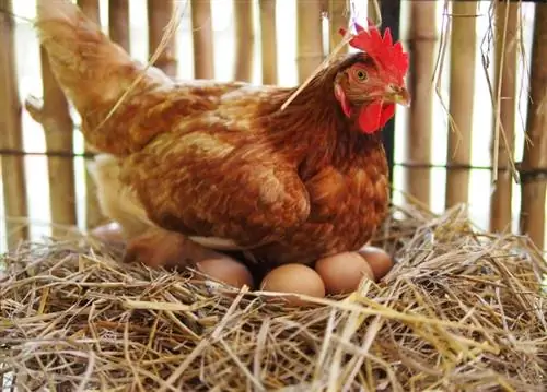 Hur lägger kycklingar ägg? Vad du behöver veta