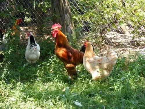 Adakah Ayam Mempunyai Deria Bau? Apa yang Anda Perlu Tahu