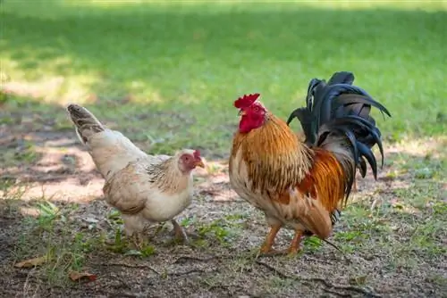 Hvordan parrer høns sig? Her er hvordan det sker