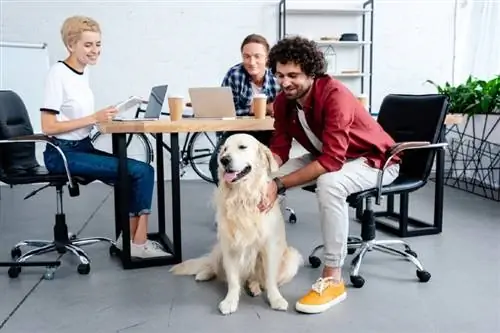 Top 5 kantoorhuisdieren voor een prettige werkplek (met afbeeldingen)