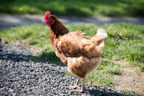 Ali so kokoši kanibali? Odgovor vas bo morda presenetil