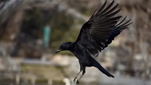 Da li vrane napadaju piliće? Kako zaštititi svoje stado
