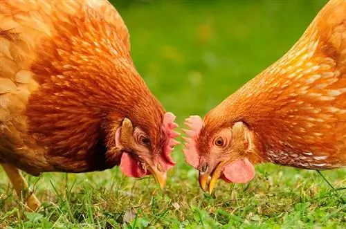 Kan kycklingar äta gräs? Vad du behöver veta